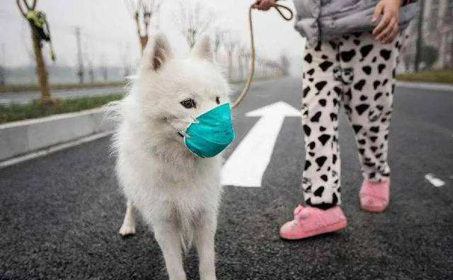 SASR-Cov-2 có lây sang vật nuôi không?